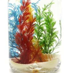 Zeige Details für Super Wundermuschel Bild von Super Wundermuschel